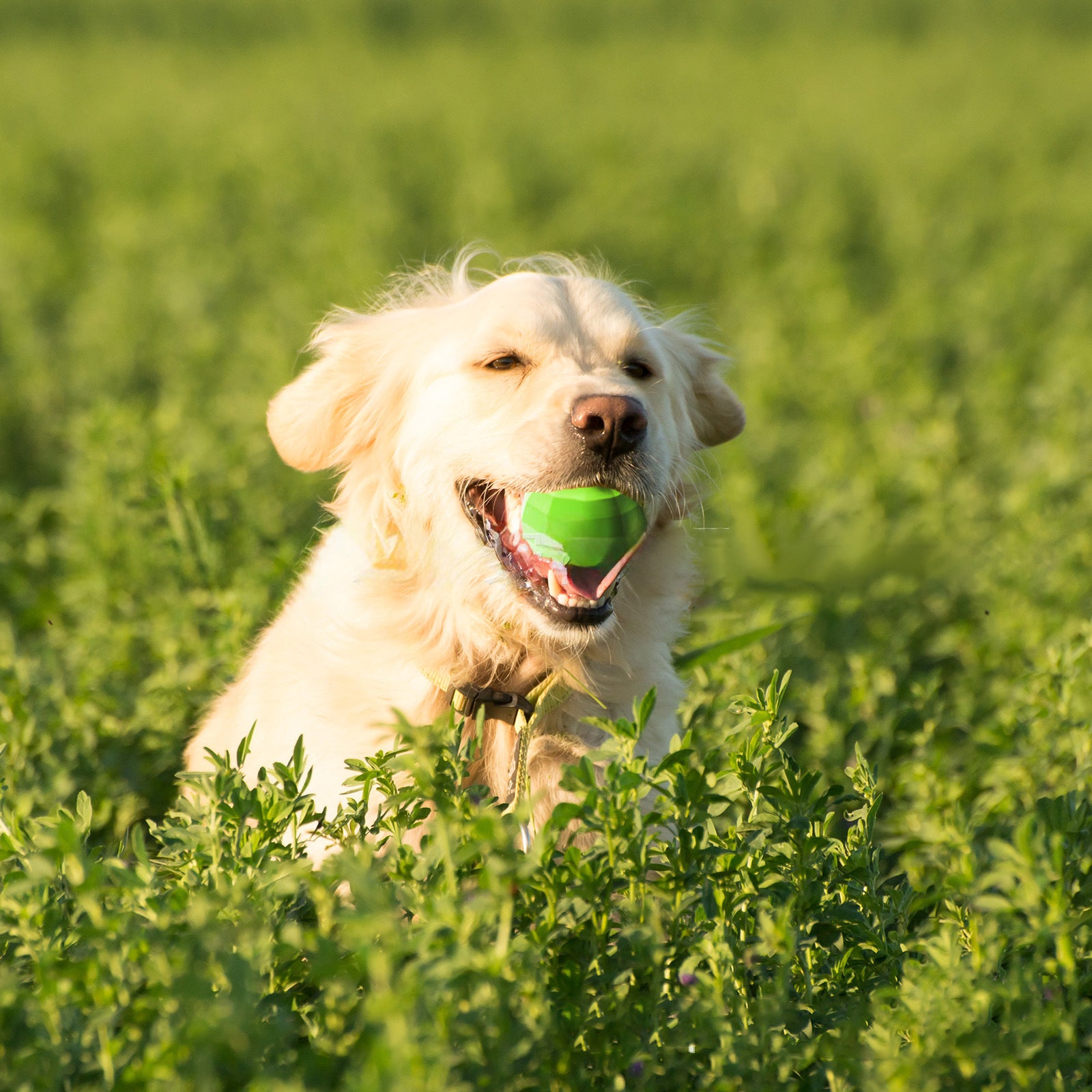 Squeaky Chew Toy for Aggressive Chewers