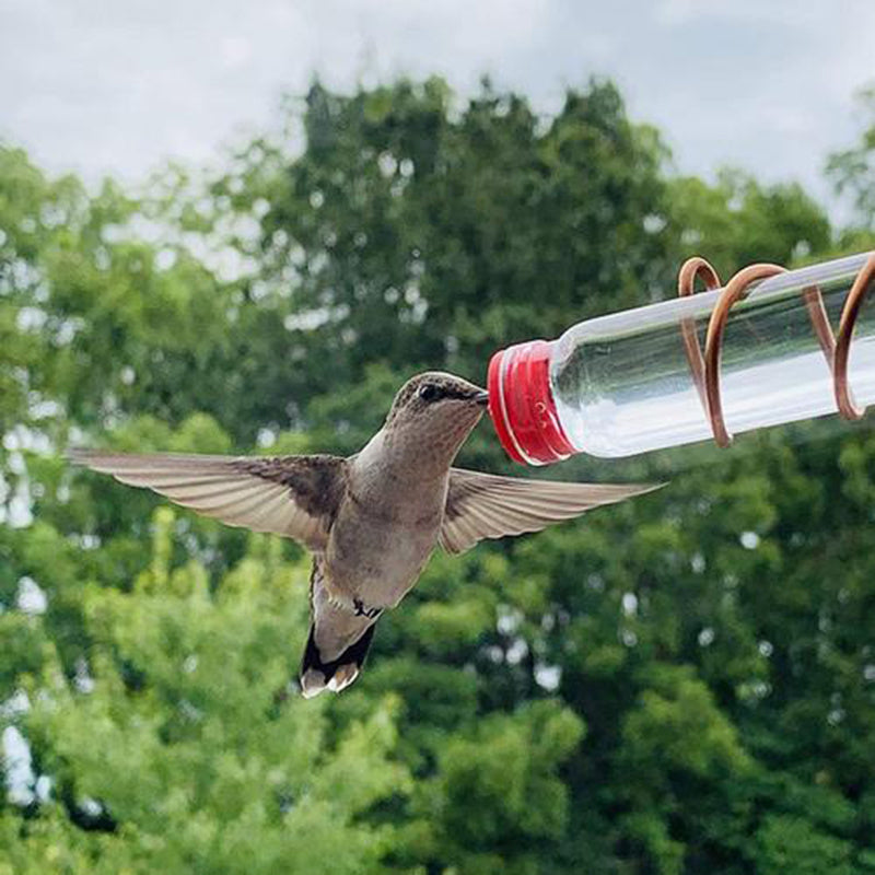 Suction Cup Hummingbird Feeder with Copper Perches