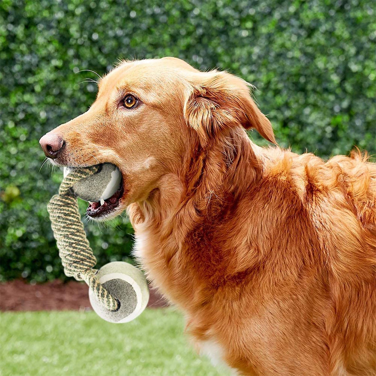 Interactive Cotton Rope Dog Toy