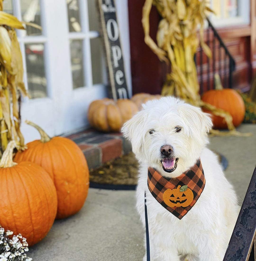 Holiday Scarf for Puppies