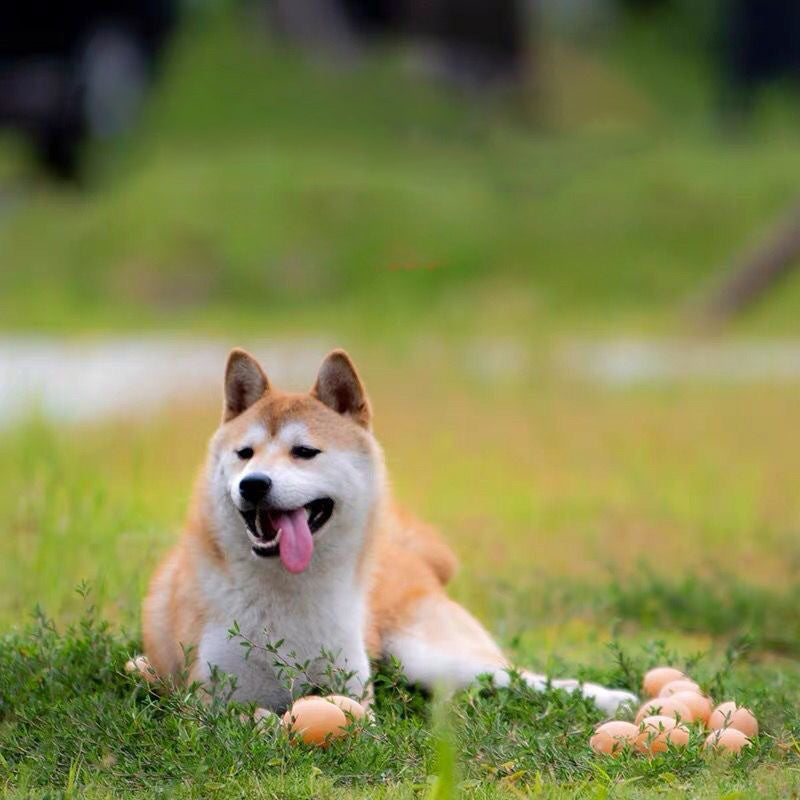 Sounding Egg Dog Toy