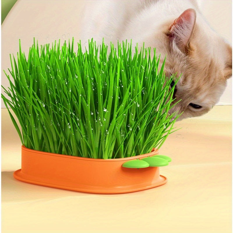 Carrot Design Cat Grass Kit with Planting Box and Seeds