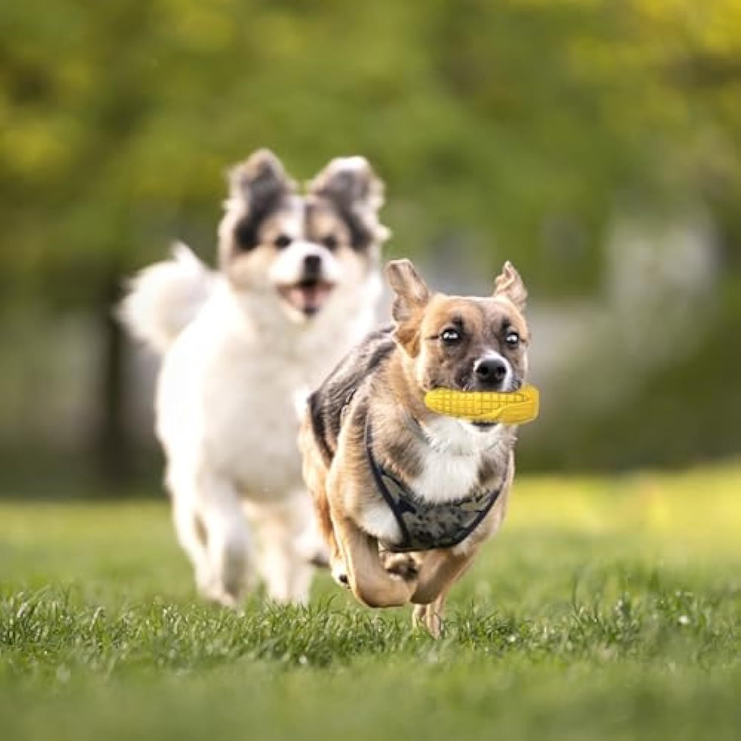 Dog Chew Toys for Aggressive Chewers