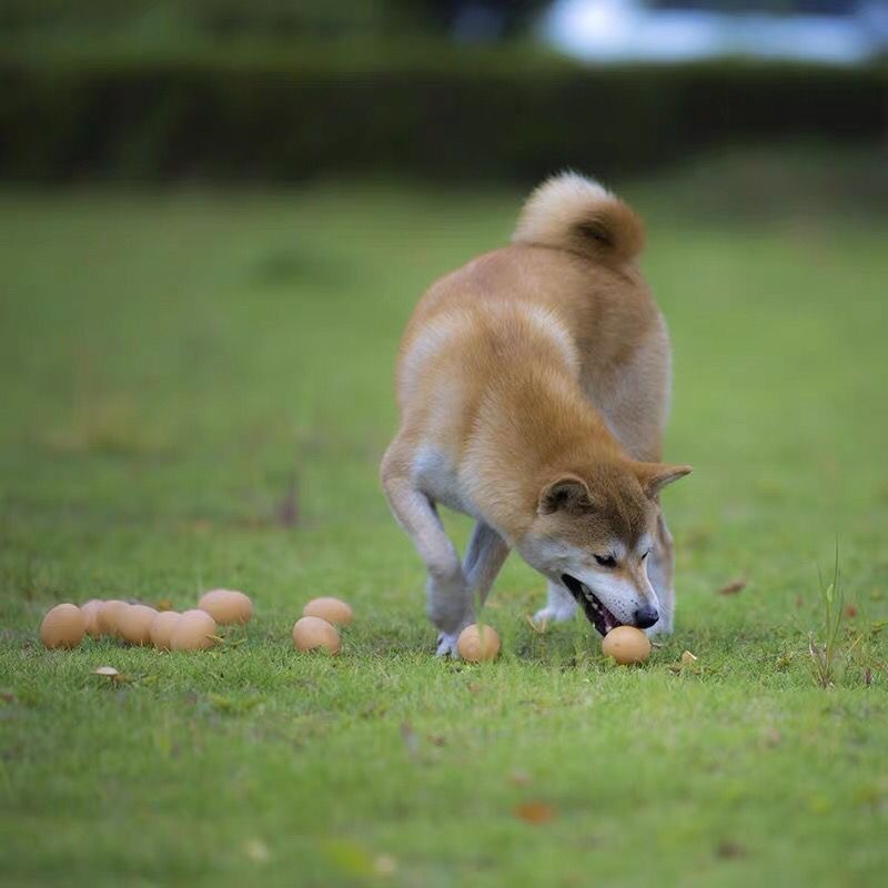 Sounding Egg Dog Toy