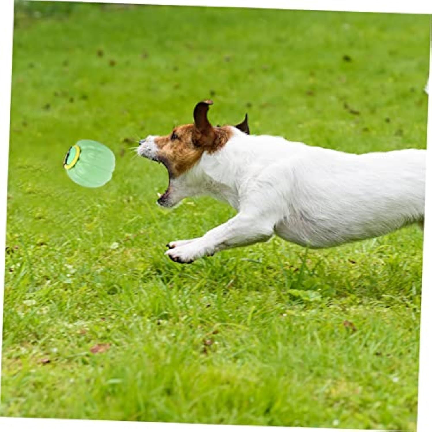 Squeaky Pumpkin Dog Chew Toy