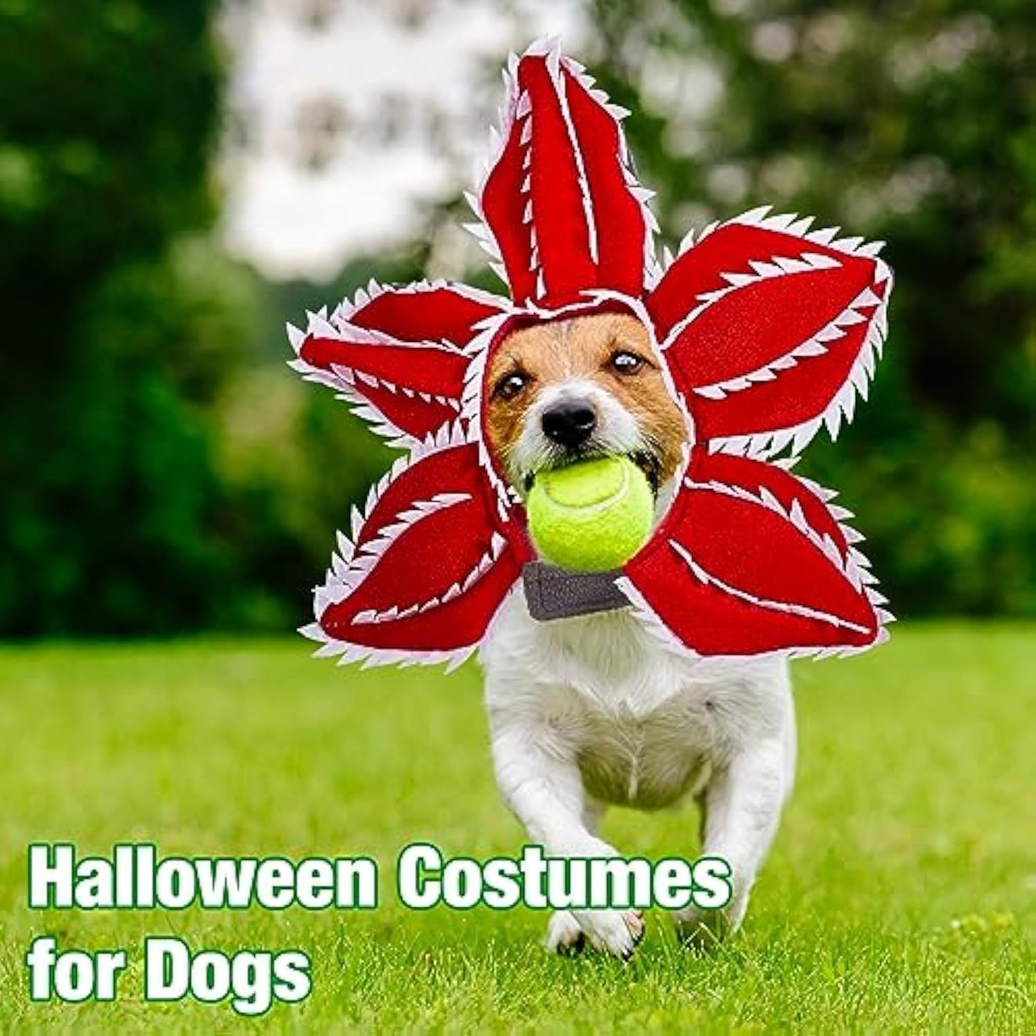 Dog Halloween Chomper Costume