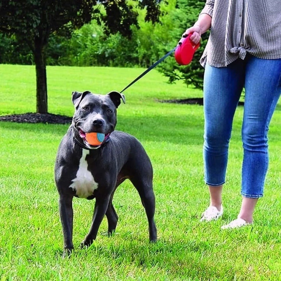 Long-Lasting Sounding Dog Molar Ball