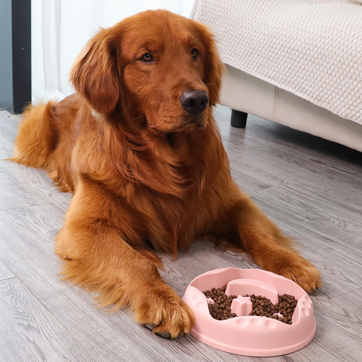 Pet Slow Food Bowl